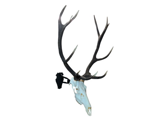 Cranium-Design-Murus_white