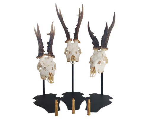 Cranium-Design-Parvus 15-20-25 white