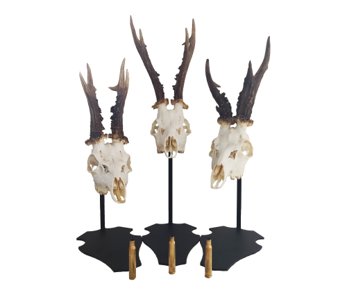 Cranium-Design-Parvus 15-20-25 white